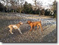 Tosa Inu, Japanese Fighting Dog