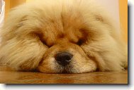 Chow chow \(Dog standard\)