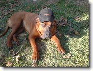 Tosa Inu, Japanese Fighting Dog
