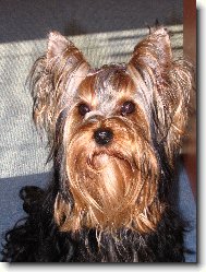 Jorkrsk terier, Yorkshire Terrier,