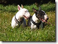 Bull Terrier