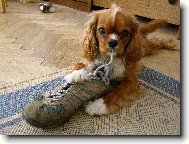 Cavalier king charles spaniel \(Dog standard\)