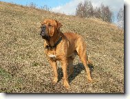 Tosa Inu, Japanese Fighting Dog