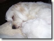 Bichon Havanais, Havanese