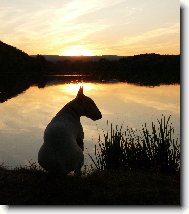 Bull terrier \(Dog standard\)