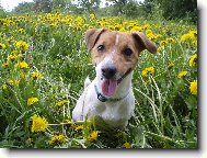 Jack russell terrier \(Dog standard\)