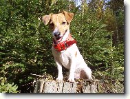 Jack russell terrier \(Dog standard\)