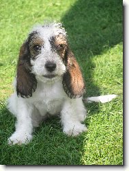 Petit Basset griffon venden, Petit Basset Griffon Vendeen