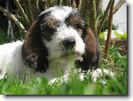 Petit Basset griffon venden, Petit Basset Griffon Vendeen