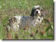 Petit Basset griffon venden, Petit Basset Griffon Vendeen