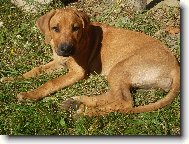 Rhodsk ridgeback, Rhodzsk ridgeback