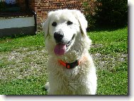 Slovakian chuvach \(Dog standard\)