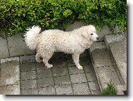 Tatra shepherd dog \(Dog standard\)