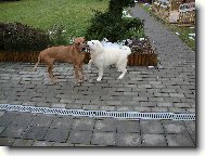 Tatra shepherd dog \(Dog standard\)