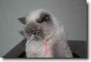 Exotic Shorthair \(Cat\)