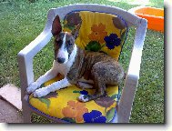 Bull Terrier