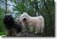 Tibetan terrier \(Dog standard\)