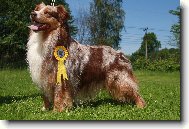 Australian shepherd \(Dog standard\)