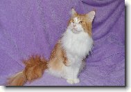 Maine Coon