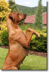 Rhodesian ridgeback \(Dog standard\)