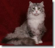 Siberian \(Cat\)