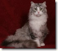 Siberian Cat