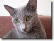 Russian Blue