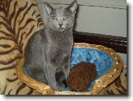 Russian Blue