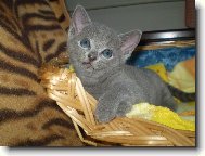 Russian Blue