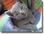 Russian Blue