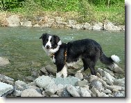 Border Collie