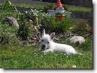 West highland white terrier \\\\\(Dog standard\\\\\)