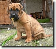 Tosa Inu, Japanese Fighting Dog