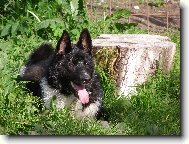 Russian-european laika \(Dog standard\)
