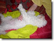 Bichon á poil frisé, Bichon Frise