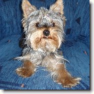 Jorkrsk terier, Yorkshire Terrier,