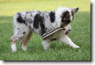 Australian shepherd \(Dog standard\)