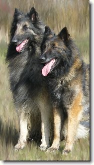 Belgian shepherd tervueren \(Dog standard\)