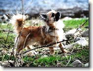 Chihuahua \(Dog standard\)