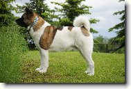 American akita