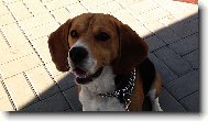Beagle \(Dog standard\)