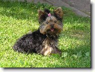 Jorkrsk terier, Yorkshire Terrier,