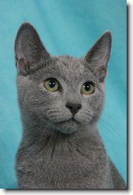 Russian Blue