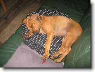 Rhodesian ridgeback \(Dog standard\)