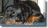 Rottweiler