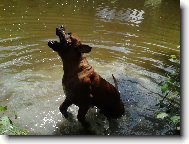 Tosa Inu, Japanese Fighting Dog