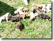 American staffordshire terrier \(Dog standard\)