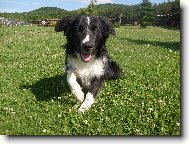 Border Collie