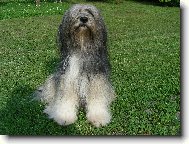 Tibetan terrier \(Dog standard\)