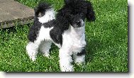 Poodle, Caniche